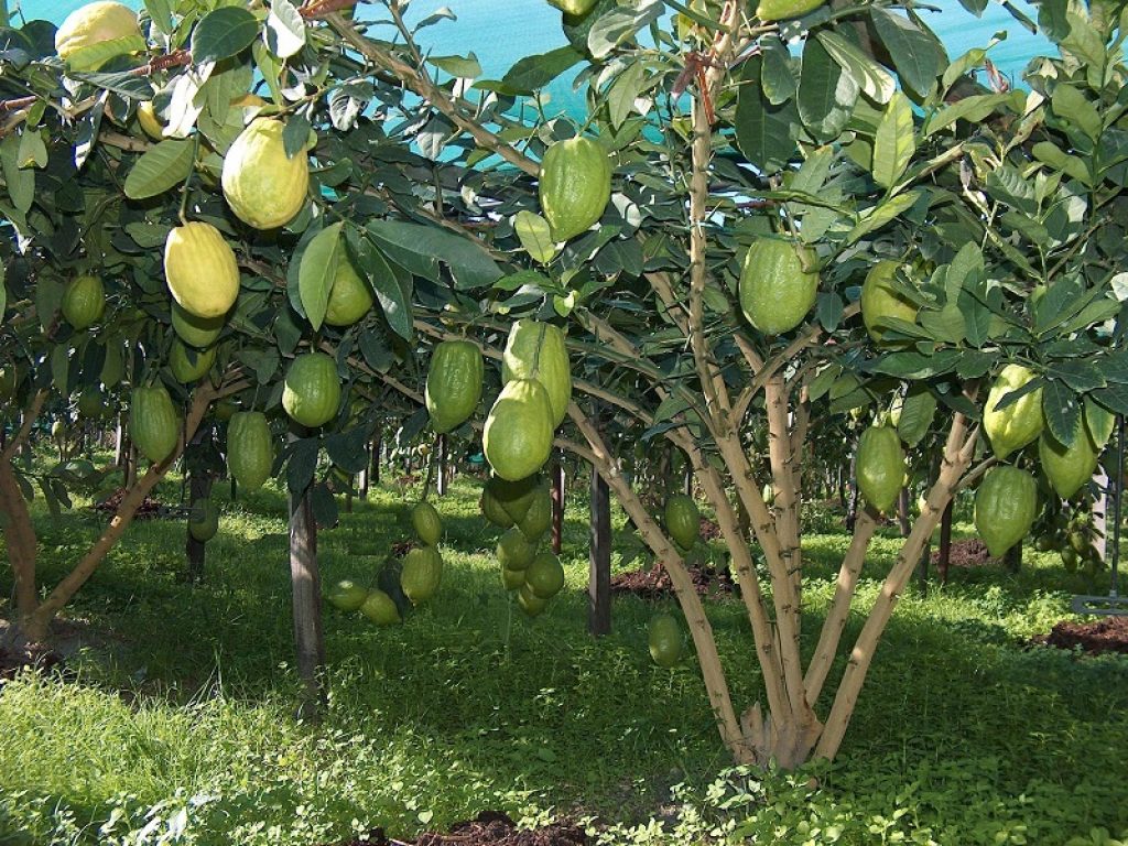 Il Gal Riviera dei Cedri aderisce all'Osservatorio Internazionale per l'Economia del Mare Napoli, un'iniziativa nata a Napoli