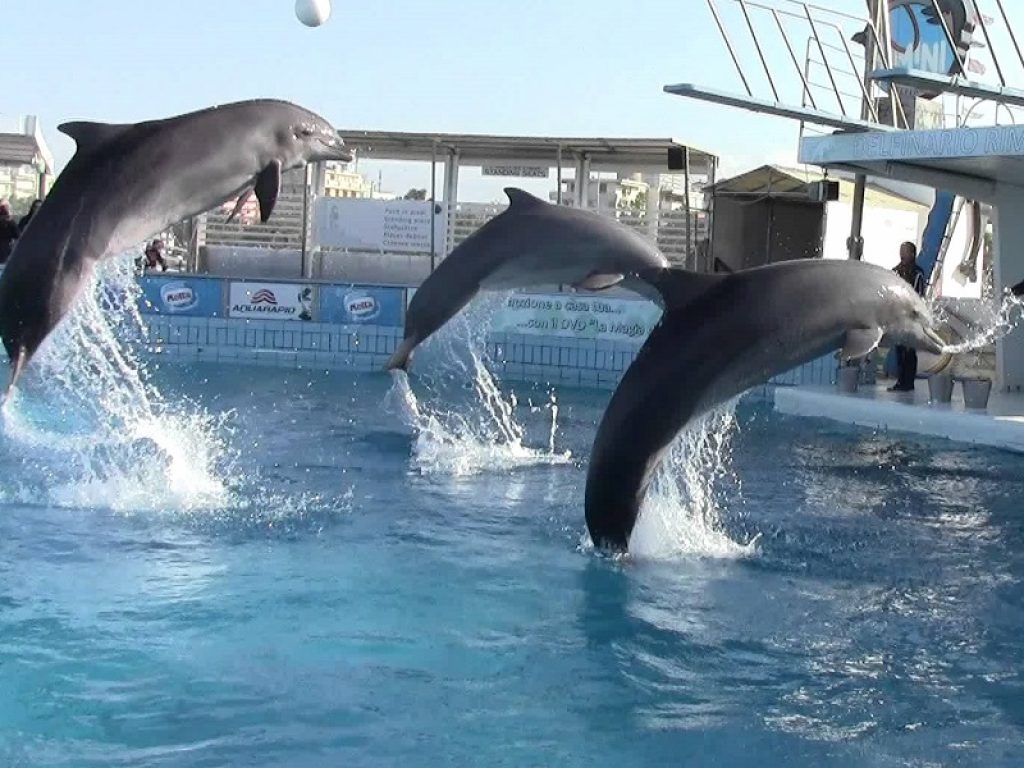 Nei delfinari via libera al bagno con i cetacei grazie a nuova norma del Governo: il Movimento animalista attacca il ministro dell'Ambiente Galletti