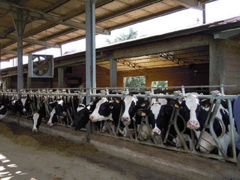 Il latte fatto senza mucche: l’azienda israeliana Remilk, fondata nel 2019, crede proprio di esserne capace e apre uno stabilimenti nella città danese di Kalundborg