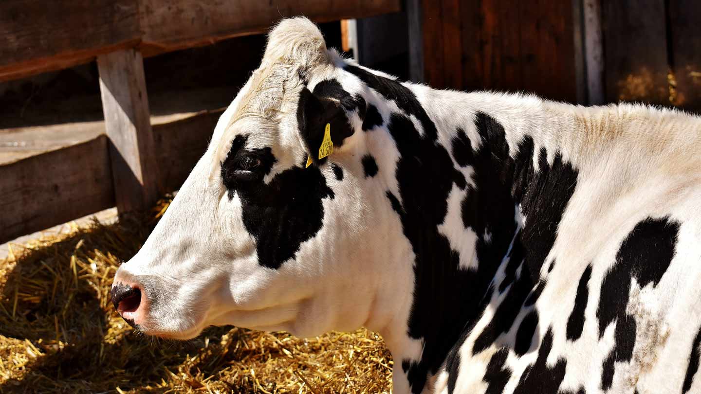 Decreto sul sistema di qualità nazionale benessere animale: un tassello fondamentale della strategia nazionale per una zootecnia più sostenibile