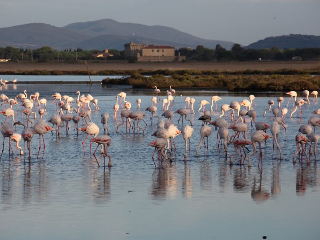 Zone Umide sorvegliate speciali a causa dell'effetto clima che le sta prosciugando: il 2 febbraio nella Giornata delle zone umide campagna del WWF