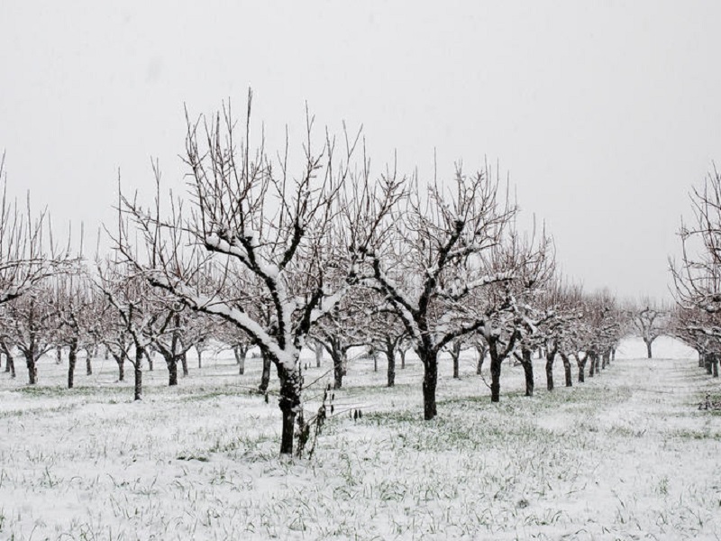 Ondate di gelo, siccità, alluvioni: secondo Coldiretti l'anno scorso le bizzarrie climatiche sono costate 1,5 miliardi al comparto agricolo