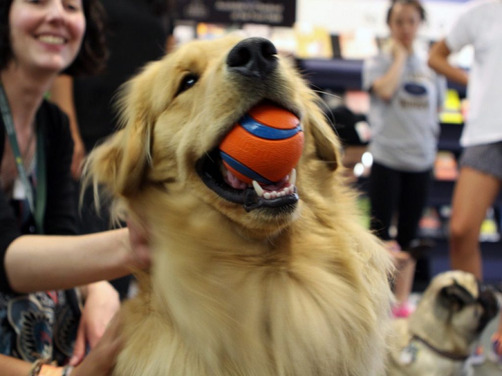 Florida: alla Southeastern University gli studenti allentano la tensione con la pet therapy e con Lexi, un cane da terapia certificato disponibile a tempo pieno