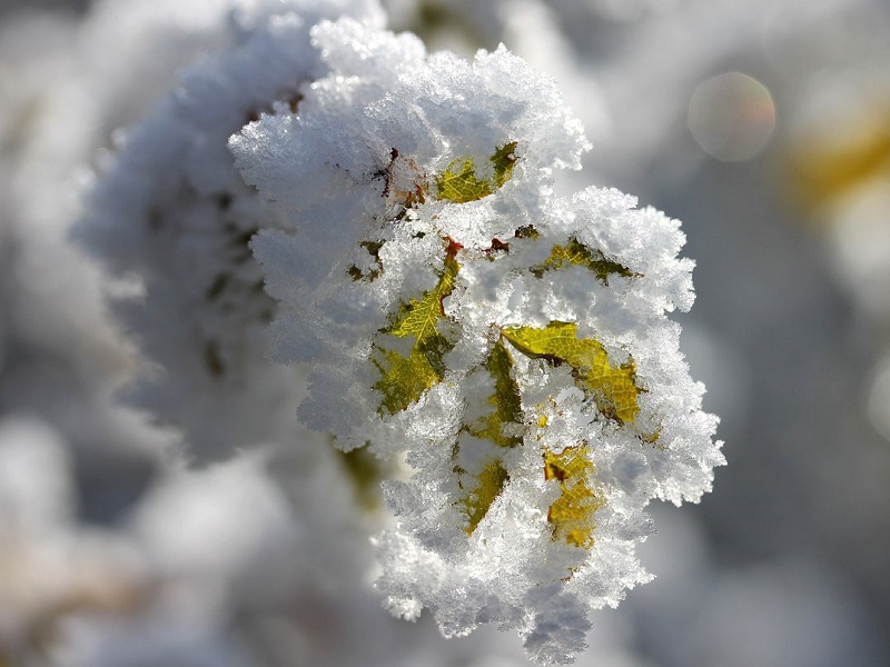 I consigli della Coldiretti per ottimizzare la spesa e non rinunciare, nonostante i danni provocati dal gelo, alla verdura di stagione