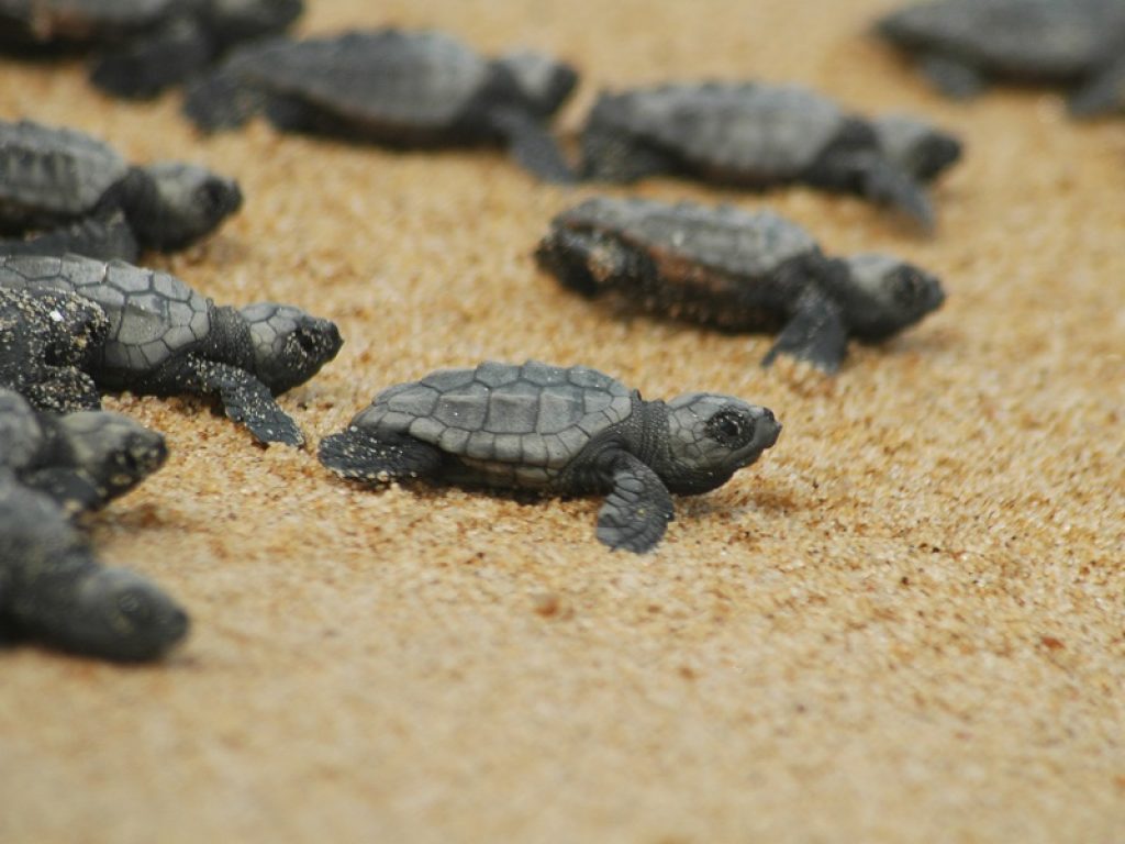 Life Medturtles è il nuovo progetto europeo che ha l’obiettivo di proteggere con droni e App due specie a rischio di tartarughe che popolano i nostri mari