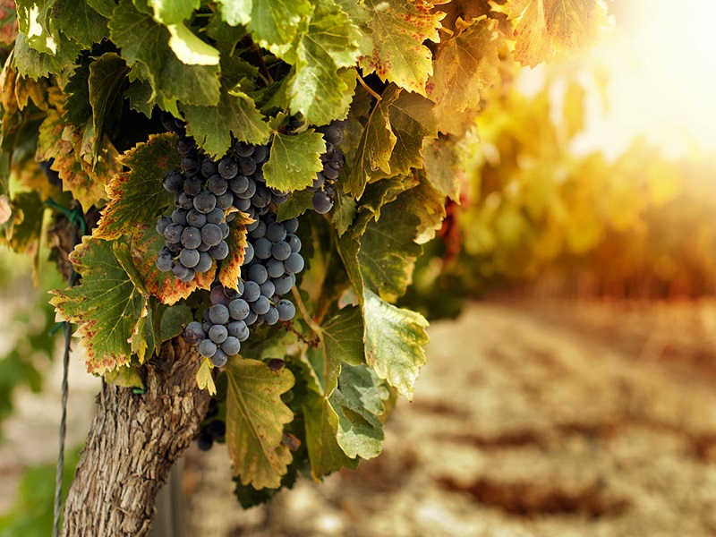 La FIVI lancia una App per trovare e conoscere i Vignaioli Indipendenti associati: download gratuito negli store Apple e Android