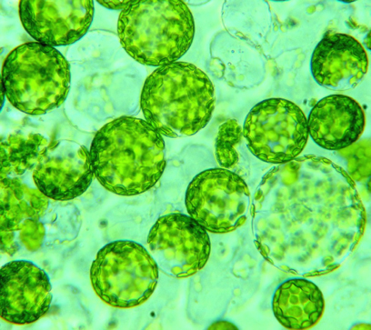 Uno studio ipotizza che il processo di mantenimento dell’ordine all’interno delle cellule emerga dalla combinazione di due meccanismi spontanei