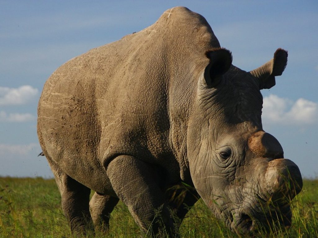 In Kenya è morto Sudan, l’ultimo rinoceronte bianco settentrionale maschio rimasto al mondo