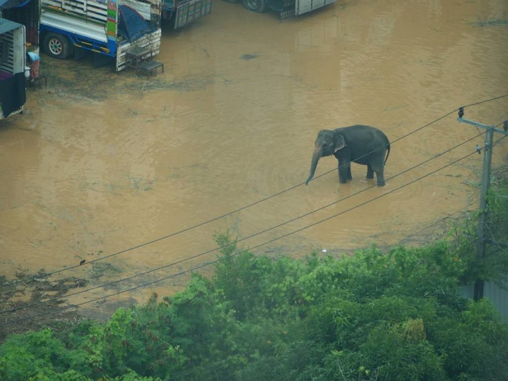 Scioccanti filmati diffusi da PETA Asia mostrano gli ammaestratori che picchiano ripetutamente gli elefanti per il King's Cup Elephant Polo Tournament all'Anantara Hotel di Bangkok, inThailandia