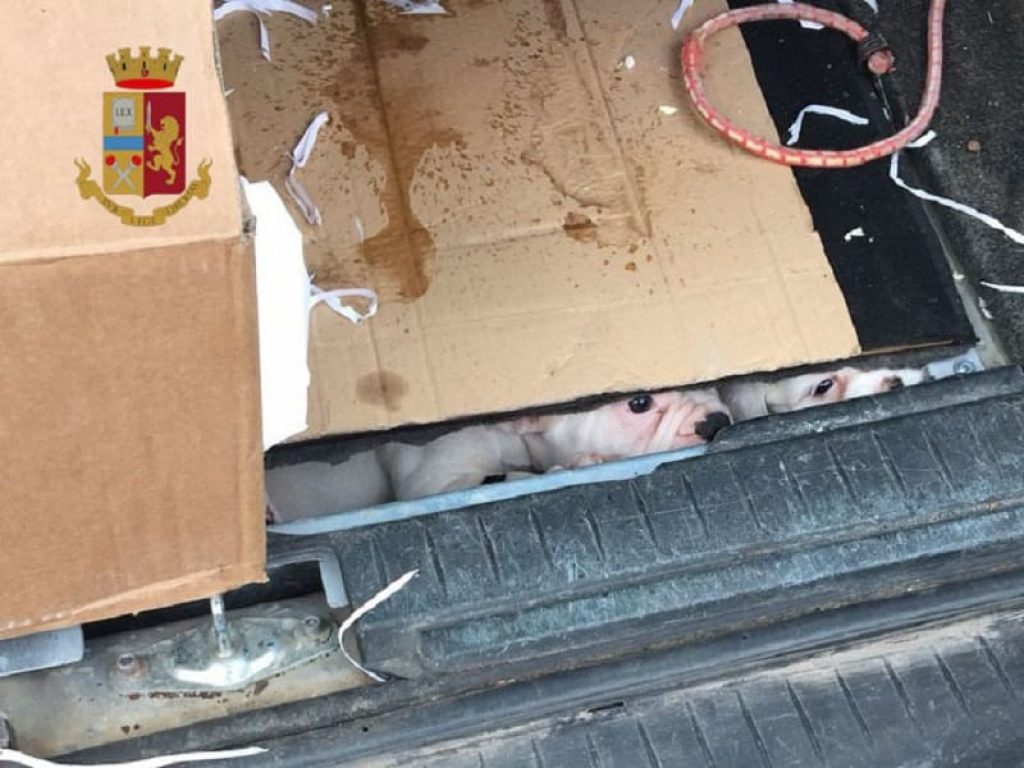 Trasportava 46 cuccioli di cane e 65 tartarughe terrestri, ammassate dentro a una scatola di cartone, il 52enne campano fermato da una pattuglia della Sottosezione Polizia Stradale di Frosinone sull'A1 ad Anagni