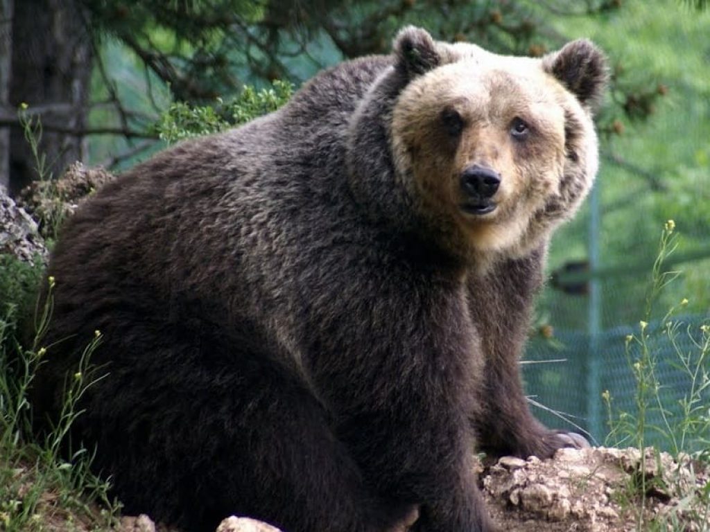 Associazioni animaliste in campo dopo la morte di un orso nel Parco d'Abruzzo, tra Lecce dei Marsi e Villavallelonga, durante un tentativo di cattura.
