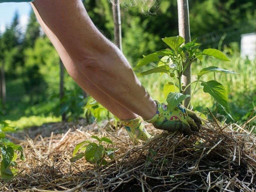 In Svizzera diminuisce il numero complessivo di aziende agricole ma cresce quello delle imprese agricole votate al biologico