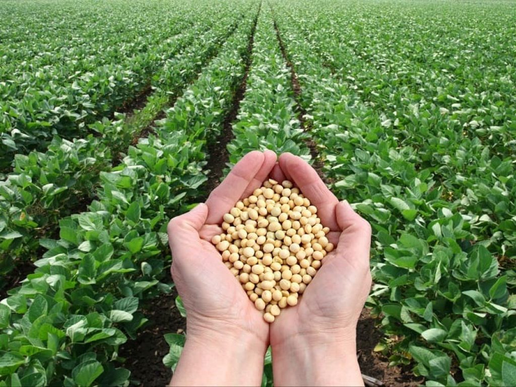 La guerra commerciale tra Stati Uniti e Cina ha effetti anche sul commercio estero dell’Italia che nel 2018 ha aumentato del 49% le importazioni di soia statunitense