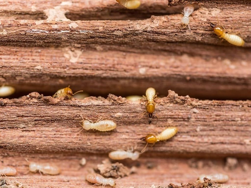 Una delle conseguenze del surriscaldamento globale che colpisce il nostro Pianeta è la diffusione di infestanti come le termiti