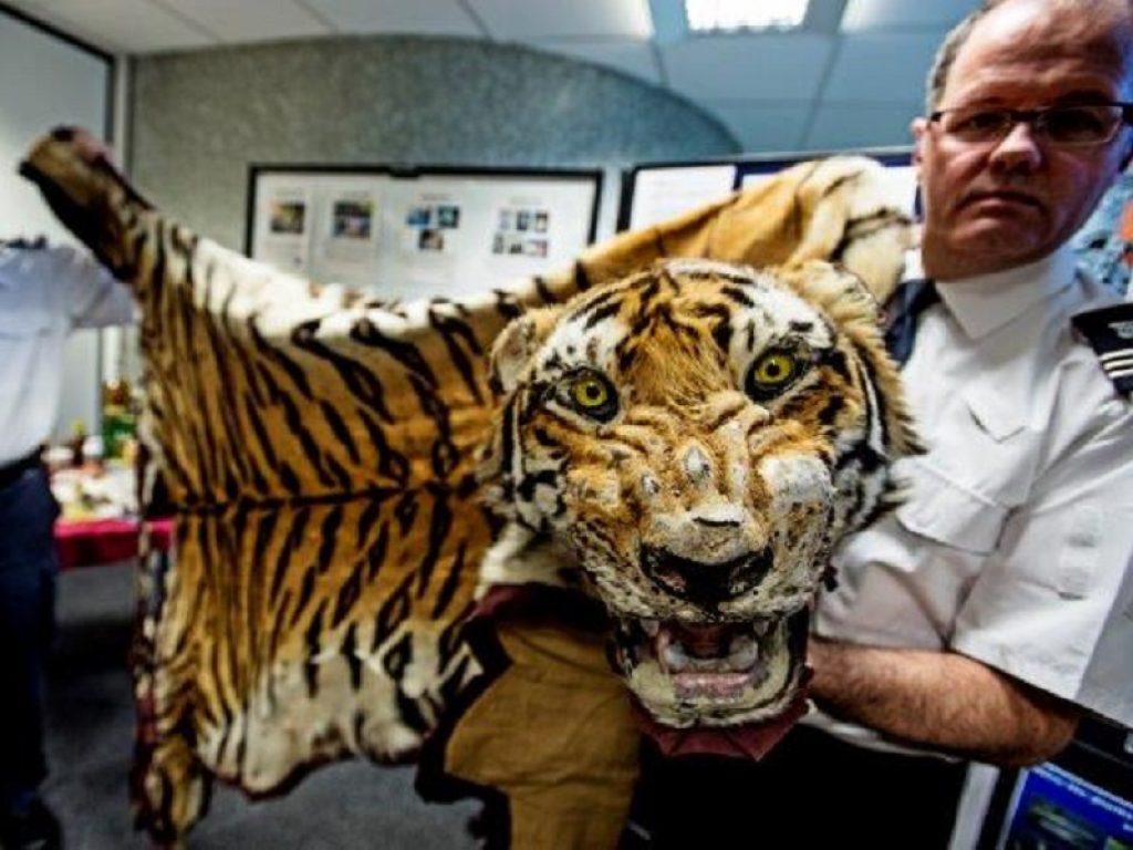 Il WWF valuta positivamente la proposta di revisione della direttiva sui crimini contro la natura adottata dalla Commissione Europea