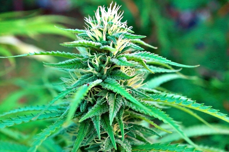 Cannabis e cannabinoidi per alleviare il dolore: dall'ultimo Position Statement emerge la contrarietà della IASP alla soluzione
