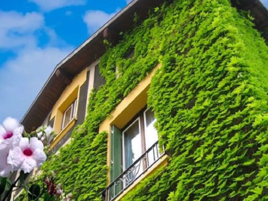 Abbattimento del 40% del flusso termico nelle case e riduzione della temperatura interna fino a 3 gradi grazie a piante coltivate su tetti, terrazzi e pareti esterne: i risultati del progetto pilota dell'ENEA