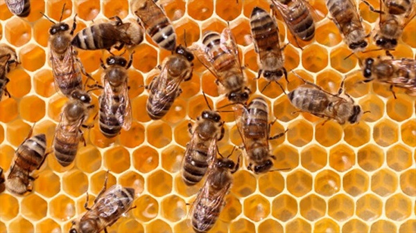 L’ape nera del ponente ligure è un nuovo presidio Slow Food: è una specie autoctona, presente quasi esclusivamente nella provincia di Imperia e a rischio estinzione