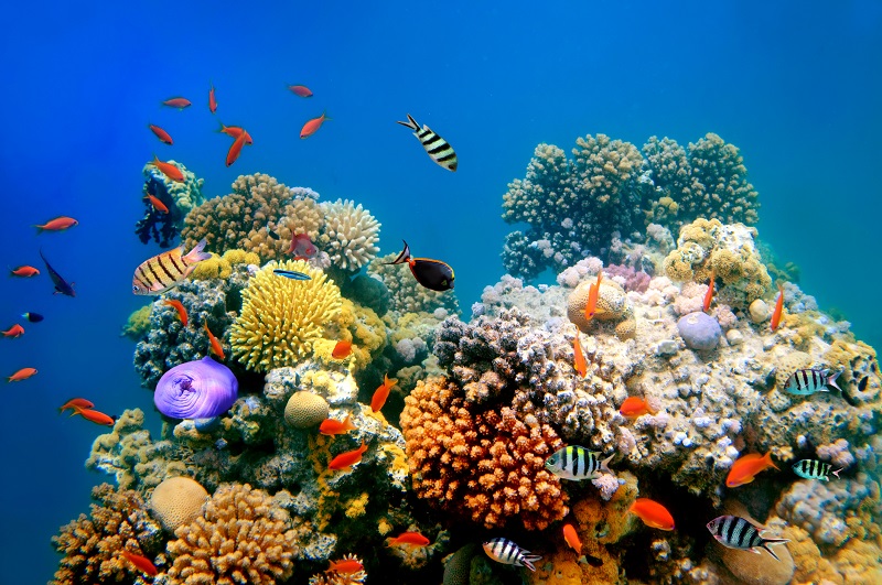 Rapporto Ispra sulla Biodiversità: in Italia sono ancora a rischio specie e habitat marini e terrestri, seppur tutelati da diversi anni
