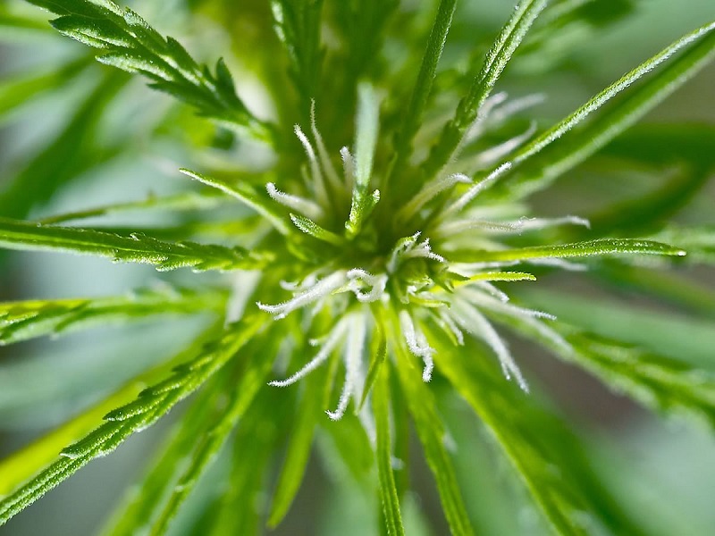 torta alla marijuana semi di cannabis femminizzati