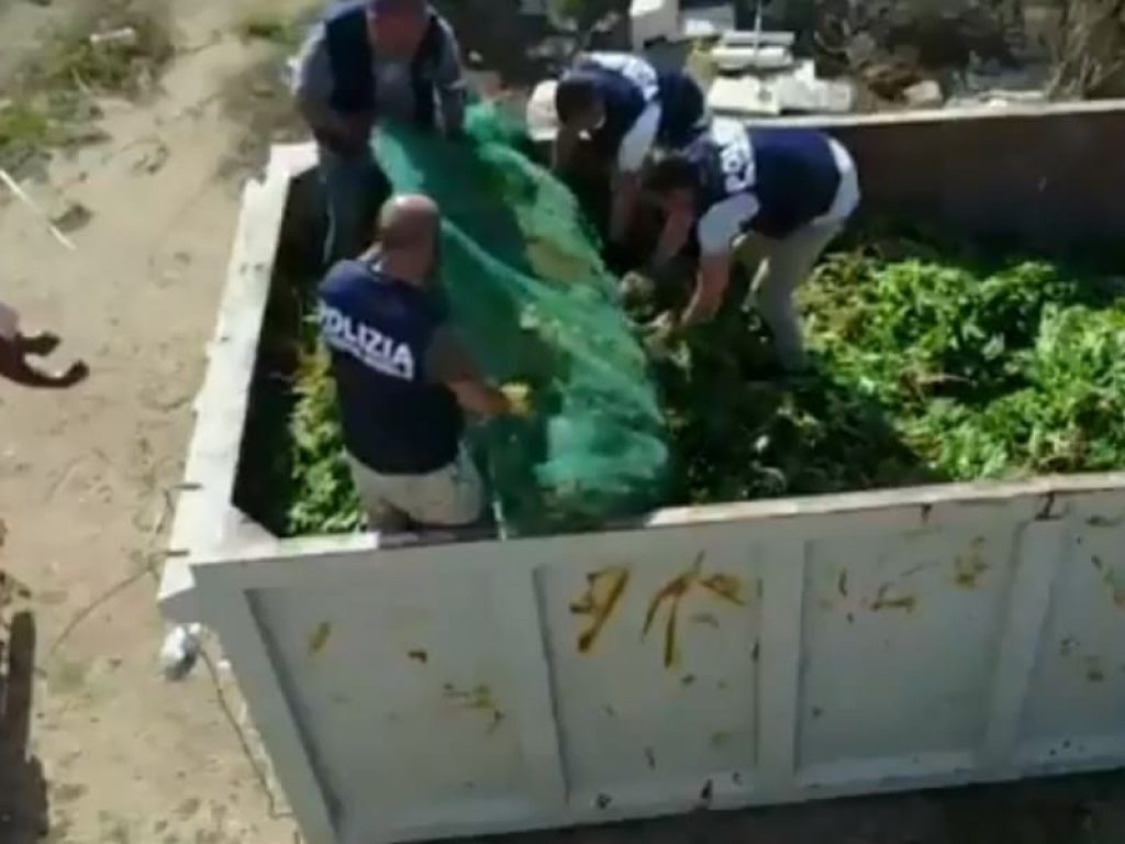 Nascoste tra filari di pomodorini doc ragusani e fave, i poliziotti della Squadra mobile e del Commissariato di Vittoria hanno trovato con un drone e sequestrato 15mila piante di marijuana