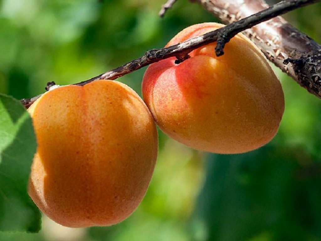 Crolla del 30% il raccolto di albicocche in Italia nel 2018 per effetto del clima pazzo che da nord a sud ha costretto a dire addio a quasi una albicocca su tre. È quanto stima la Coldiretti