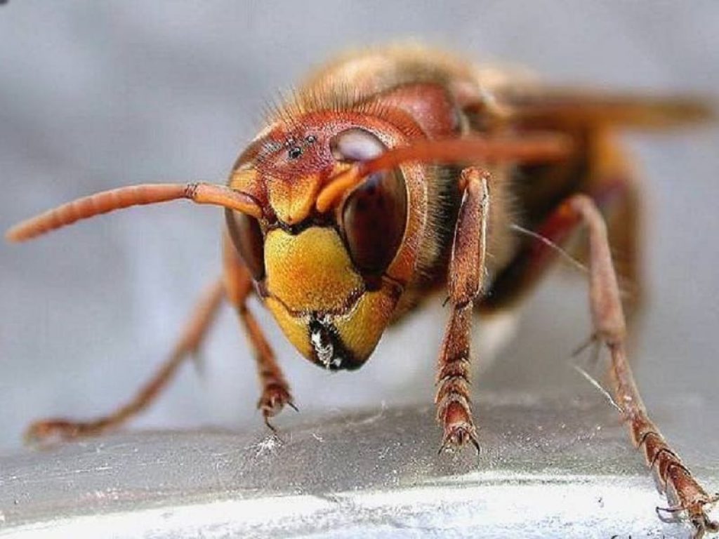 Vespe e calabroni proliferano in estate e possono rappresentare una minaccia: come proteggere terrazze e giardini in 5 mosse