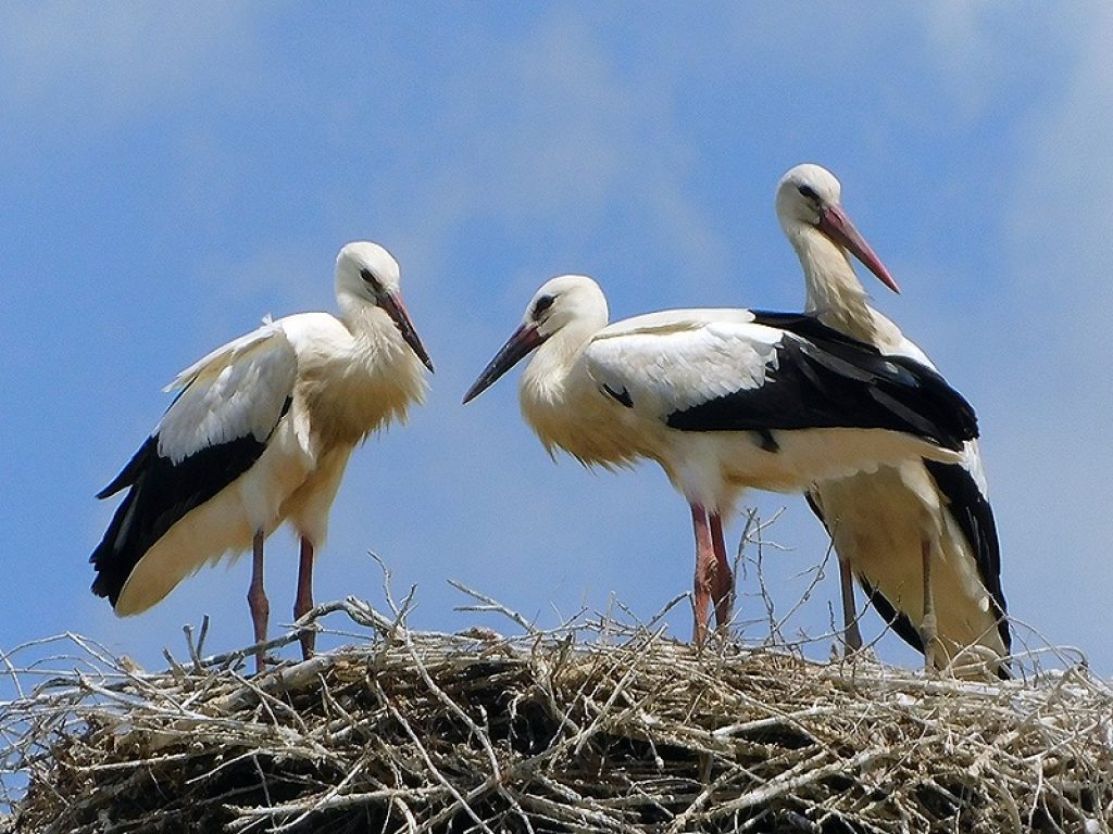 Dal 2007 una coppia di Cicogna bianca nidifica su un traliccio elettrico nel Pisano: effettuato un intervento per rendere più sicuri i primi voli dei nuovi nati