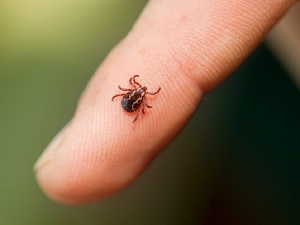 Malattia di Lyme, i sintomi sono vaghi e la diagnosi è complessa, ma i trattamenti esistono e funzionano: meglio rivolgersi a medici informati e preparati