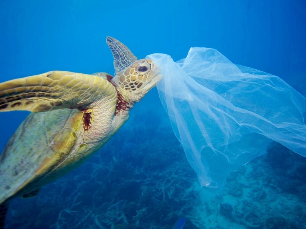 Nelle acque dell'Arcipelago Toscano restano ancora decine di ecoballe di rifiuti plastici a 5 anni dall'incidente della motonave Ivy: il WWF chiede interventi urgenti