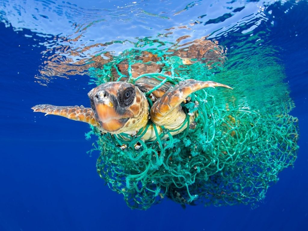 Nel Mediterraneo la tartaruga Caretta Caretta è la principale vittima dell’intrappolamento da plastica