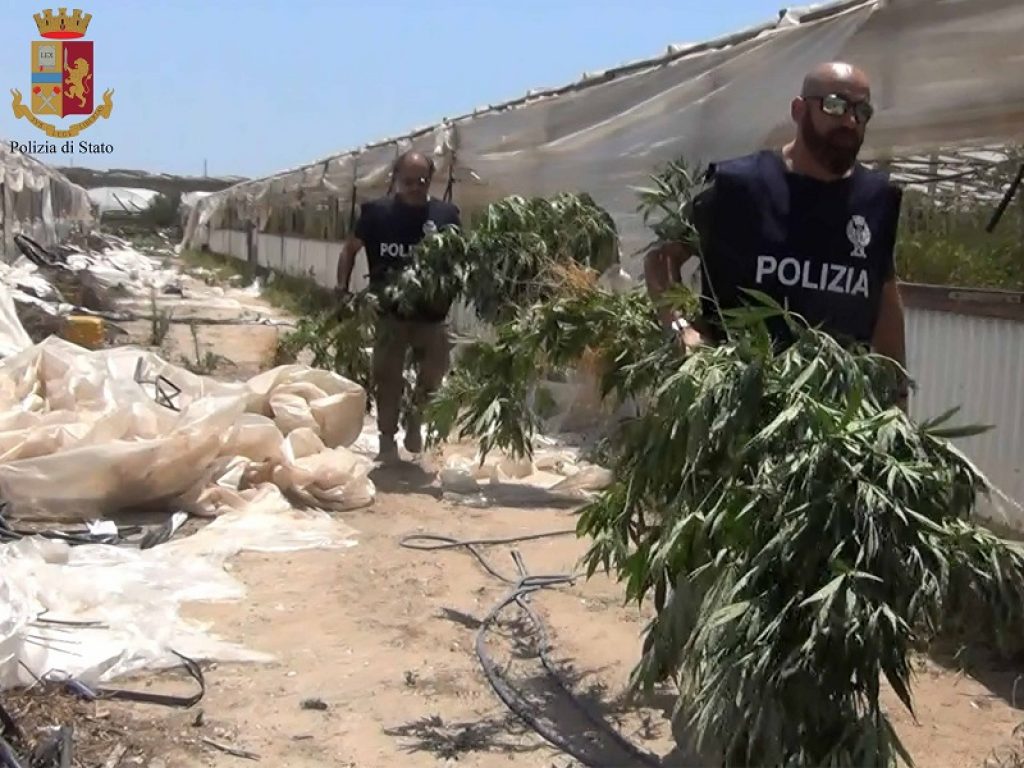 Ragusa: la Polizia arresta due rumeni e due albanesi. In tre serre a Vacate tra i filari di pomodorini scoperte piante di marijuana alte più di due metri