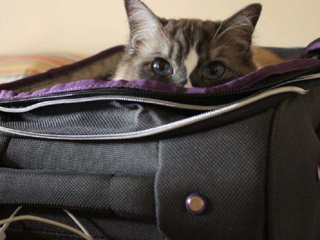Anche i gatti vanno in vacanza: al mare o in montagna la metà degli italiani che possiede un felino non si separerà durante la villeggiatura