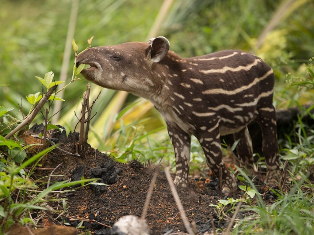 Il parco Serranía de Chiribiquete, situato nel cuore dell'Amazzonia colombiana, diventa il più grande parco nazionale al mondo a protezione della foresta pluviale tropicale