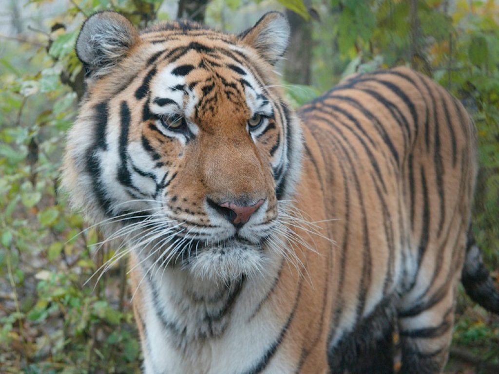 Arriva il software per vedere il mondo con gli occhi degli animali: si chiama Quantitative Color Pattern Analysis (QCPA), ecco come funziona.