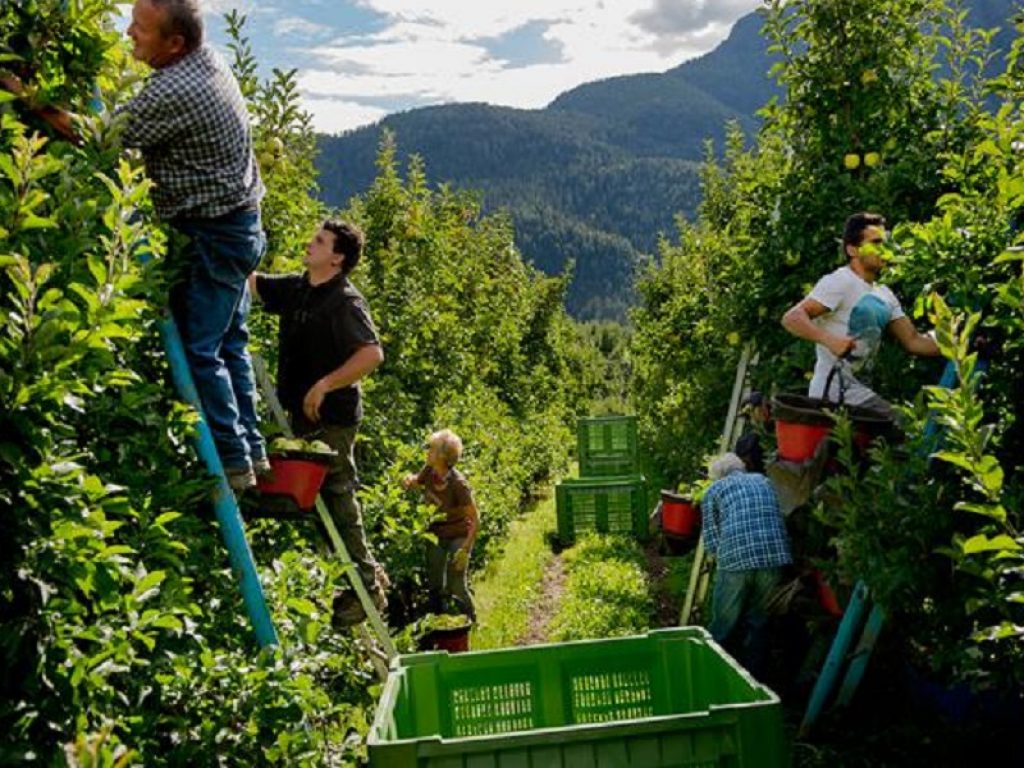Secondo le stime della Coldiretti la produzione di mele nel 2018 supera i 2 milioni di tonnellate, in ripresa rispetto all'anno scorso