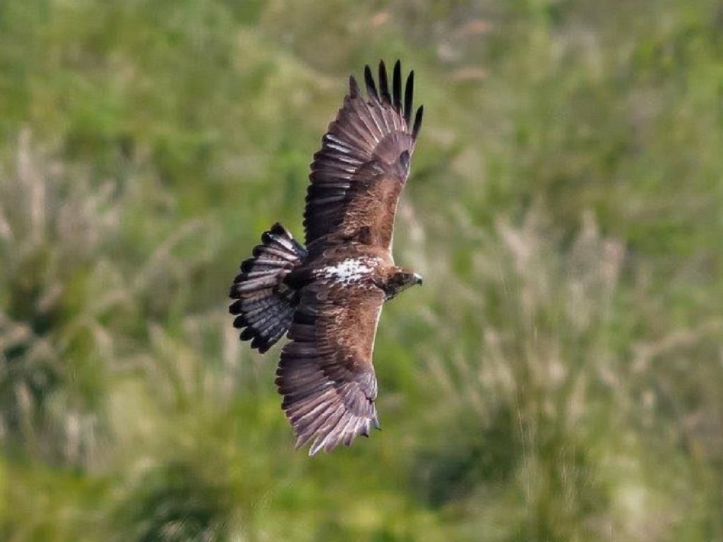 In Sicilia il team del progetto LIFE ConRaSi ha constatato l’esistenza di due adulti di Aquila di Bonelli, specie a rischio estinzione, fino a ieri sconosciuti agli esperti 