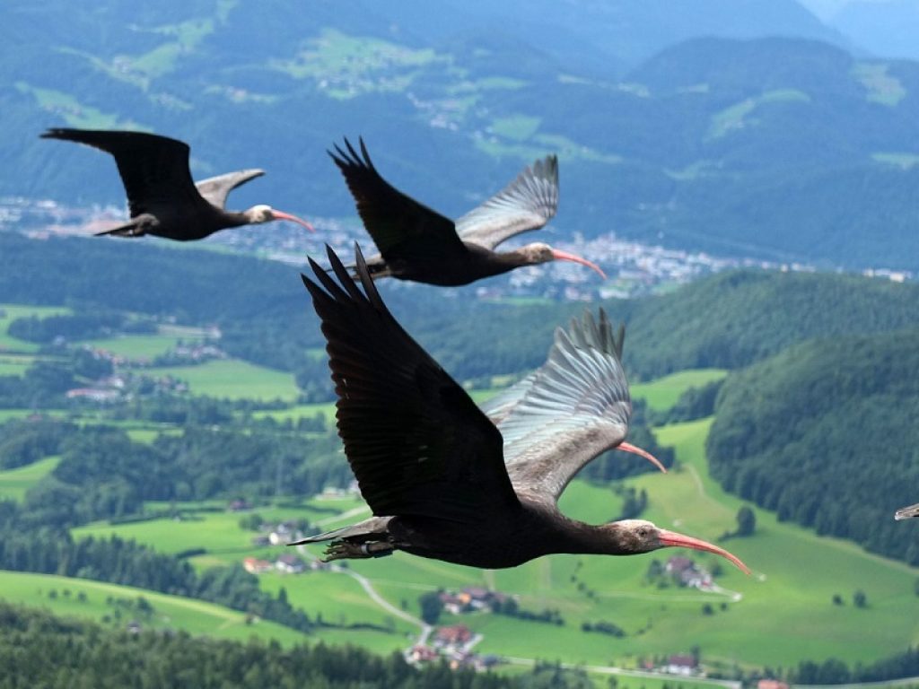 29 esemplari di Ibis Eremita hanno raggiunto l’Oasi WWF di Orbetello: sono partiti in 31 esemplari il giorno di Ferragosto dal Lago di Costanza in Germania