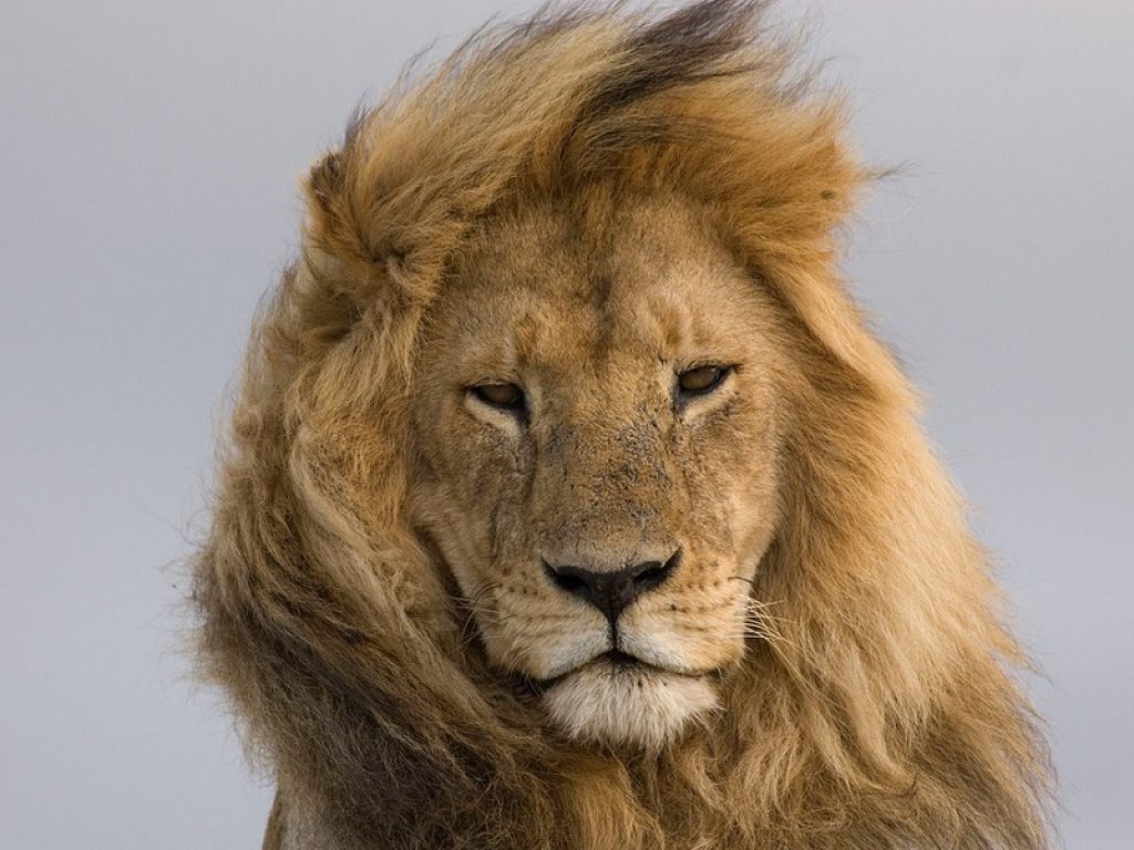 WWF: oggi il leone africano (Panthera leo) sopravvive solo nel 10% del suo areale storico e in 100 anni la popolazione è passata da 200.000 a meno di 20.000 individui