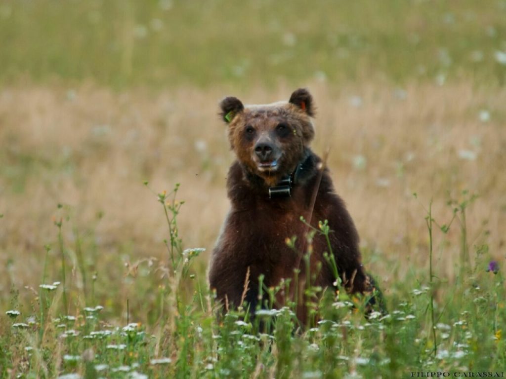 Orso marsicano, in Abruzzo nel 2019 è baby boom con 16 nuovi cuccioli: il Parco Nazionale stesso ha contato inoltre 9 femmine sul territorio