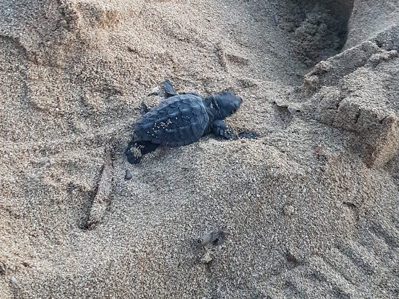 In Costa Rica InvestEggator protegge i nidi delle tartarughe dai furti di uova: l'esca tecnologica è un'idea della ong Paso Pacifico durante il periodo di lockdown? Una risposta arriverà dal progetto di ricerca SNAPSHOT