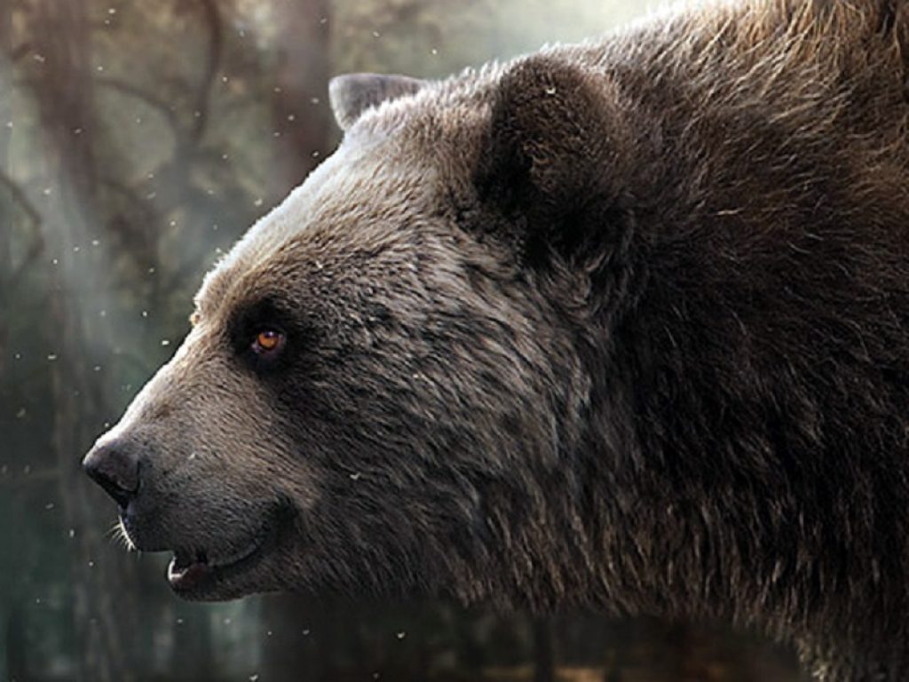 A Collepardo, in provincia di Frosinone, ritrovato il fossile dell'Agriotherium, l’orso gigante "dal muso corto": è uno dei carnivori più grandi mai vissuti in Europa