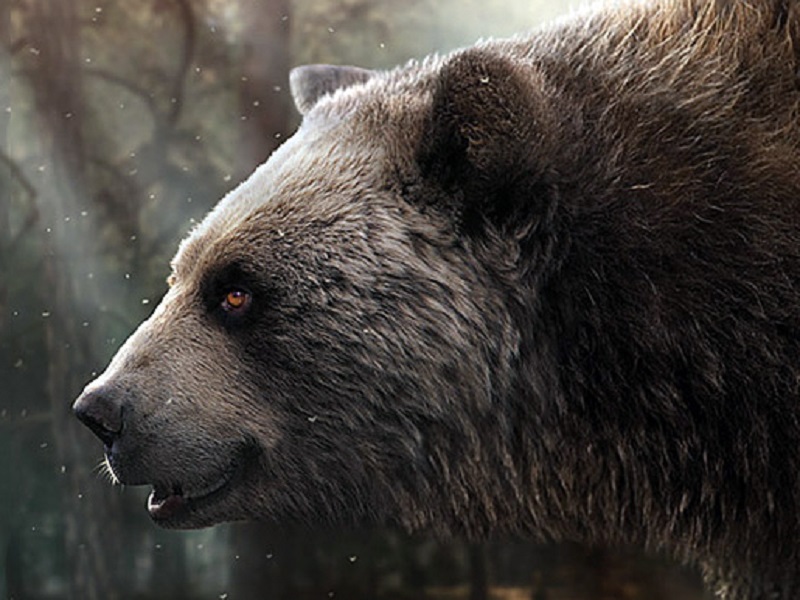 A Collepardo, in provincia di Frosinone, ritrovato il fossile dell'Agriotherium, l’orso gigante "dal muso corto": è uno dei carnivori più grandi mai vissuti in Europa