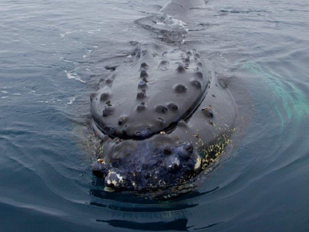 La denuncia del WWF in occasione dell’International Whaling Commission: i balenieri giapponesi hanno ucciso più di 50 balenottere minori nell’Area Marina Protetta del Mare di Ross