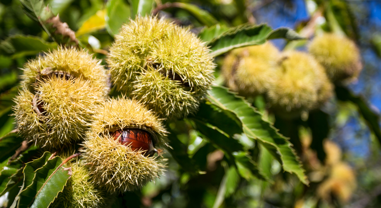 La castagna è un un frutto al centro di una importante rivalutazione in campo alimentare e ambientale assieme alla castanicoltura