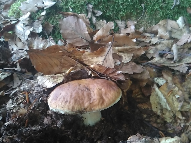 Stagione da record per i funghi: secondo le stime Coldiretti molti italiani ne approfitteranno per concedersi relax in agriturismo e passeggiate nei boschi