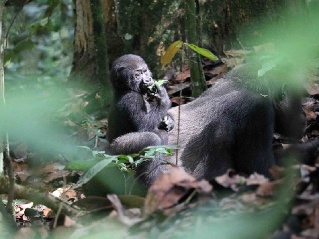 Le 10 buone notizie per la natura nel 2018 scelte dal WWF: dall'aumento della popolazione dei gorilla di montagna al salvataggio di un delfino platanista