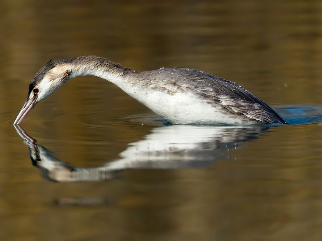 Nel periodo delle festività pasquali e nel weekend del 1° Maggio l'Oasi Lipu Massaciuccoli propone soggiorni organizzati, dedicati alla visita di alcune delle Riserve naturali del Parco