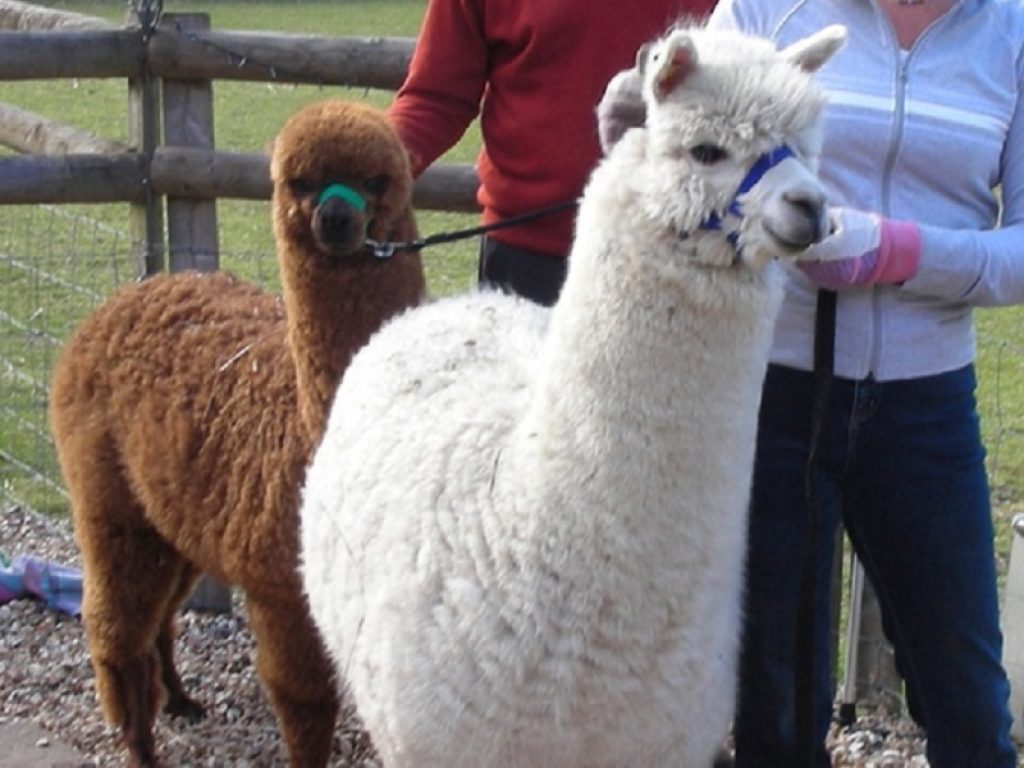 Un allevamento di alpaca per offrire un lavoro a ragazzi con problemi intellettivi: il progetto di Fondazione CR Firenze, Associazione Alpaha e Comune di Firenze