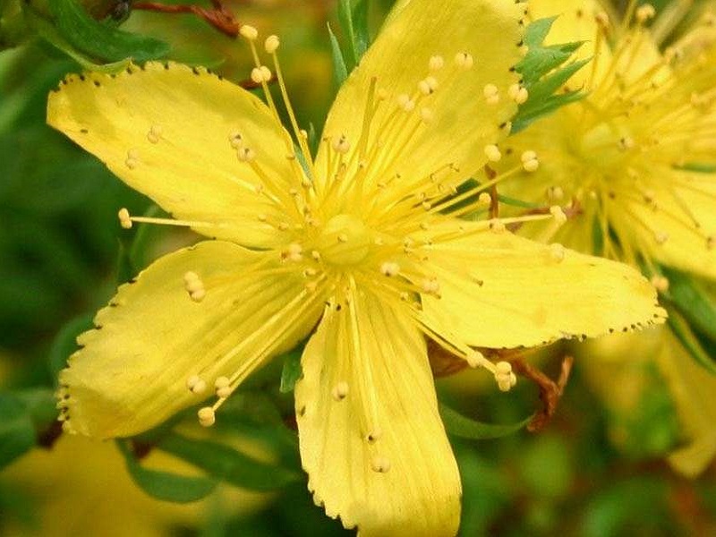 Un recente studio del Cnr-Icb rivaluta, sulla base di analisi fitochimiche, l’uso terapeutico di alcune specie di iperico non ancora utilizzate in medicina tradizionale e convenzionale